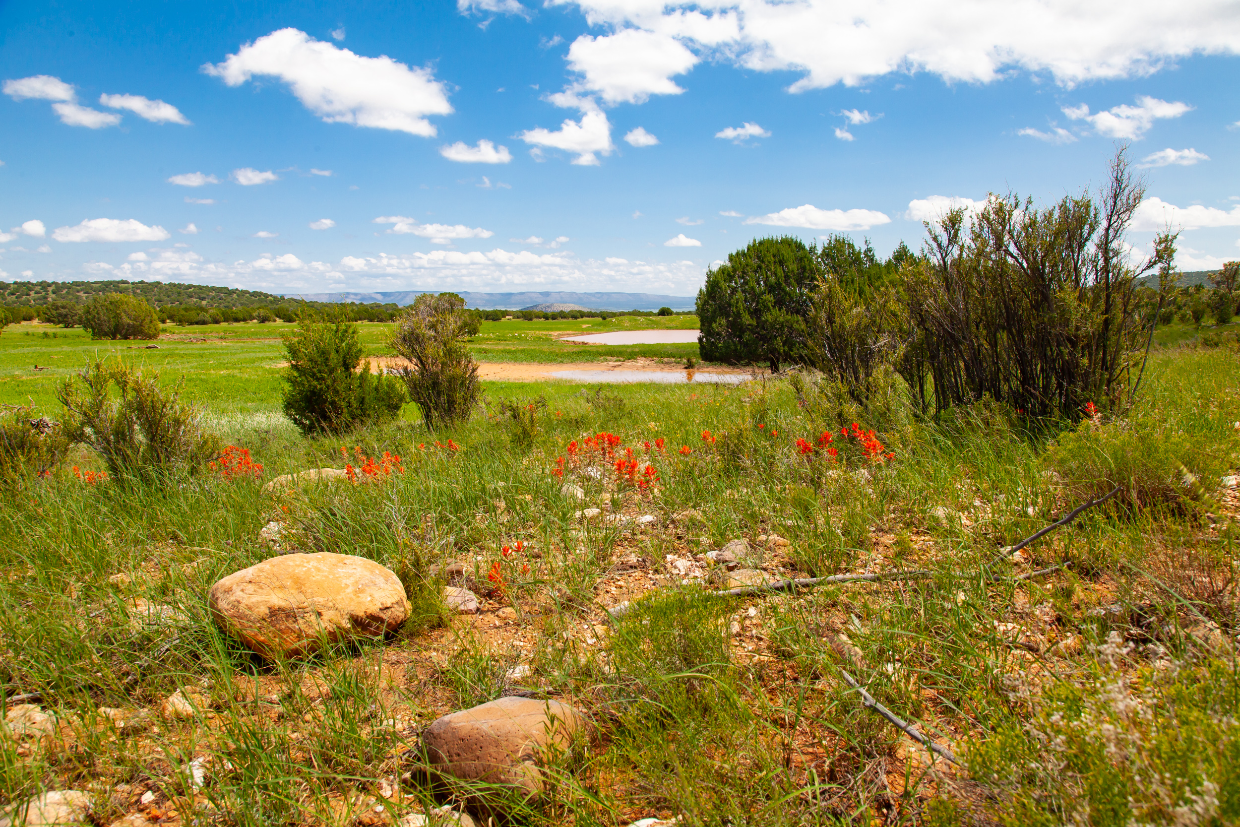 Yavapai Ranch, Yavapai County, AZ 8/19/21